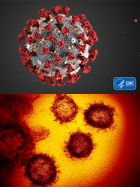 Virus